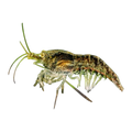 Wild Colour Cherry Shrimp