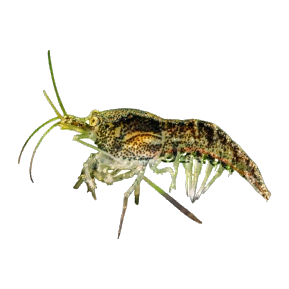 Wild Colour Cherry Shrimp