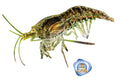Wild Colour Cherry Shrimp