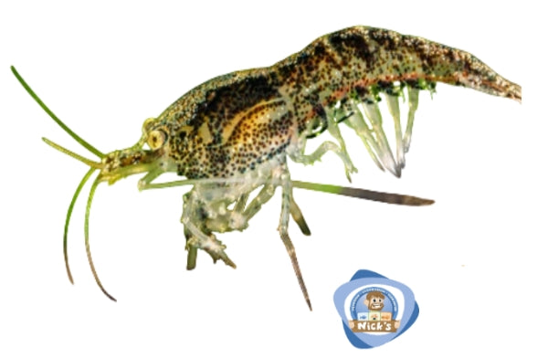 Wild Colour Cherry Shrimp