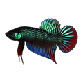 Wild Type Betta Imbellis | Betta imbellis