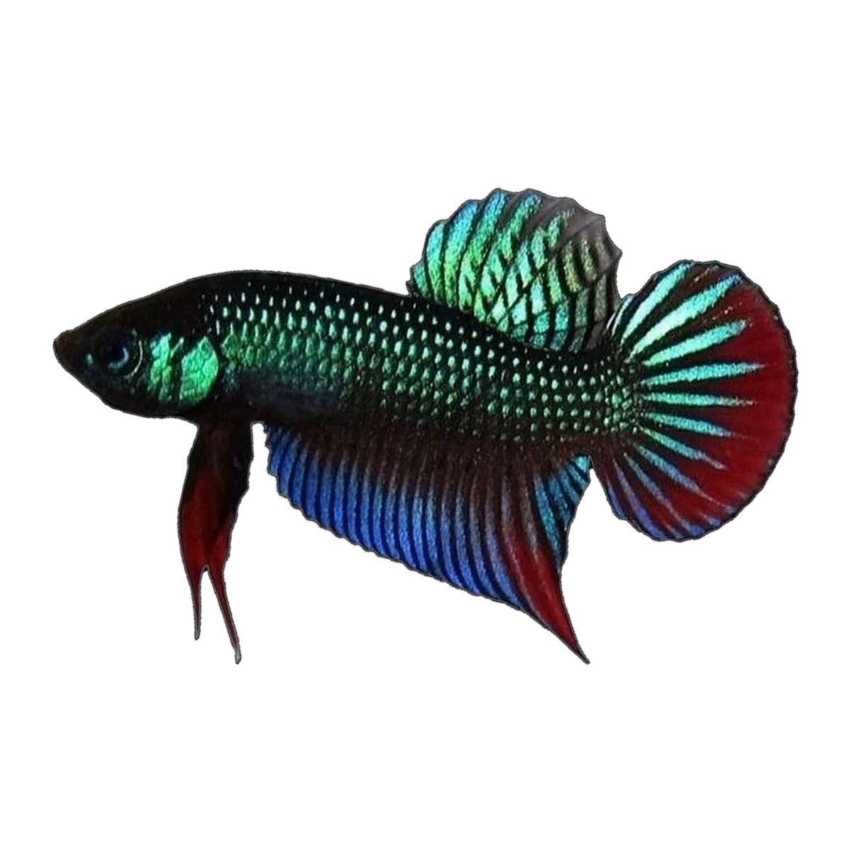 Wild Type Betta Imbellis | Betta imbellis
