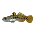 Wilson's Mangrovegoby (Mugilogobius wilsoni), side profile facing right