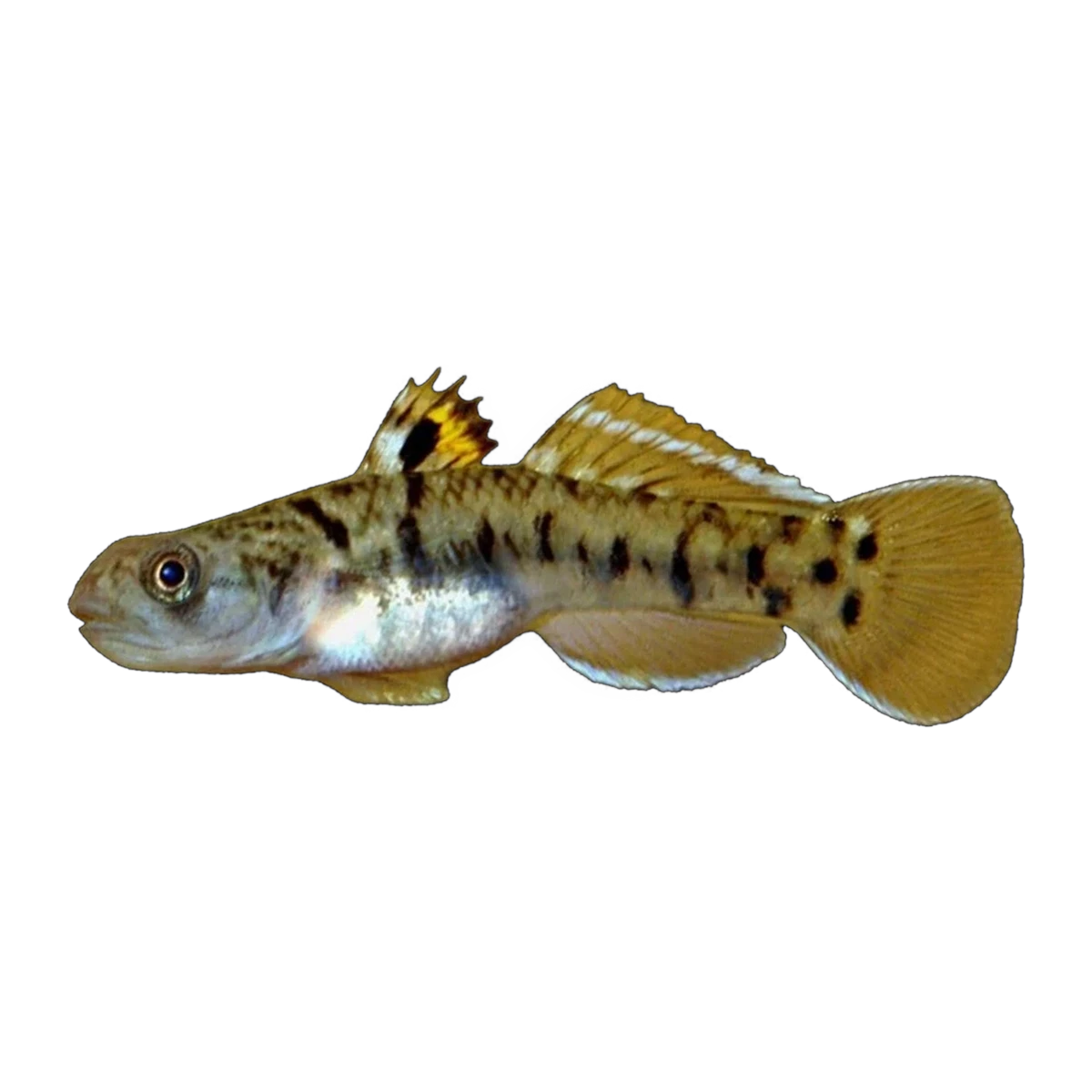 Wilson's Mangrovegoby (Mugilogobius wilsoni), side profile facing right