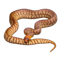 Woma Python | Aspidites ramsayi