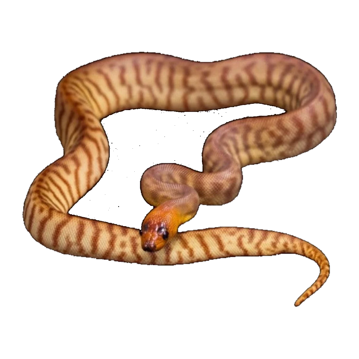 Woma Python | Aspidites ramsayi