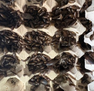 Live Dubia Roach x-small