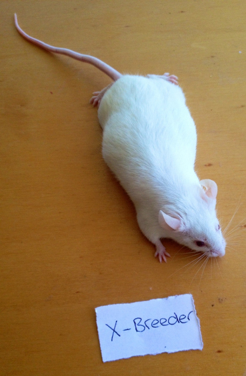 Frozen Mice XL Jumbo