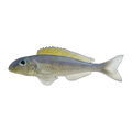 Xenotilapia flavipinnis “Lyamembe” | Xenotilapia flavipinnis