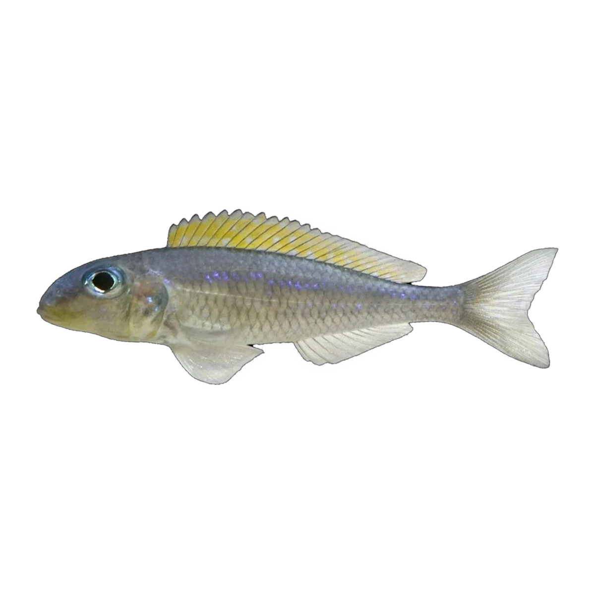Xenotilapia flavipinnis “Lyamembe” | Xenotilapia flavipinnis