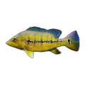 Xingu Peacock Bass (Cichla melaniae)