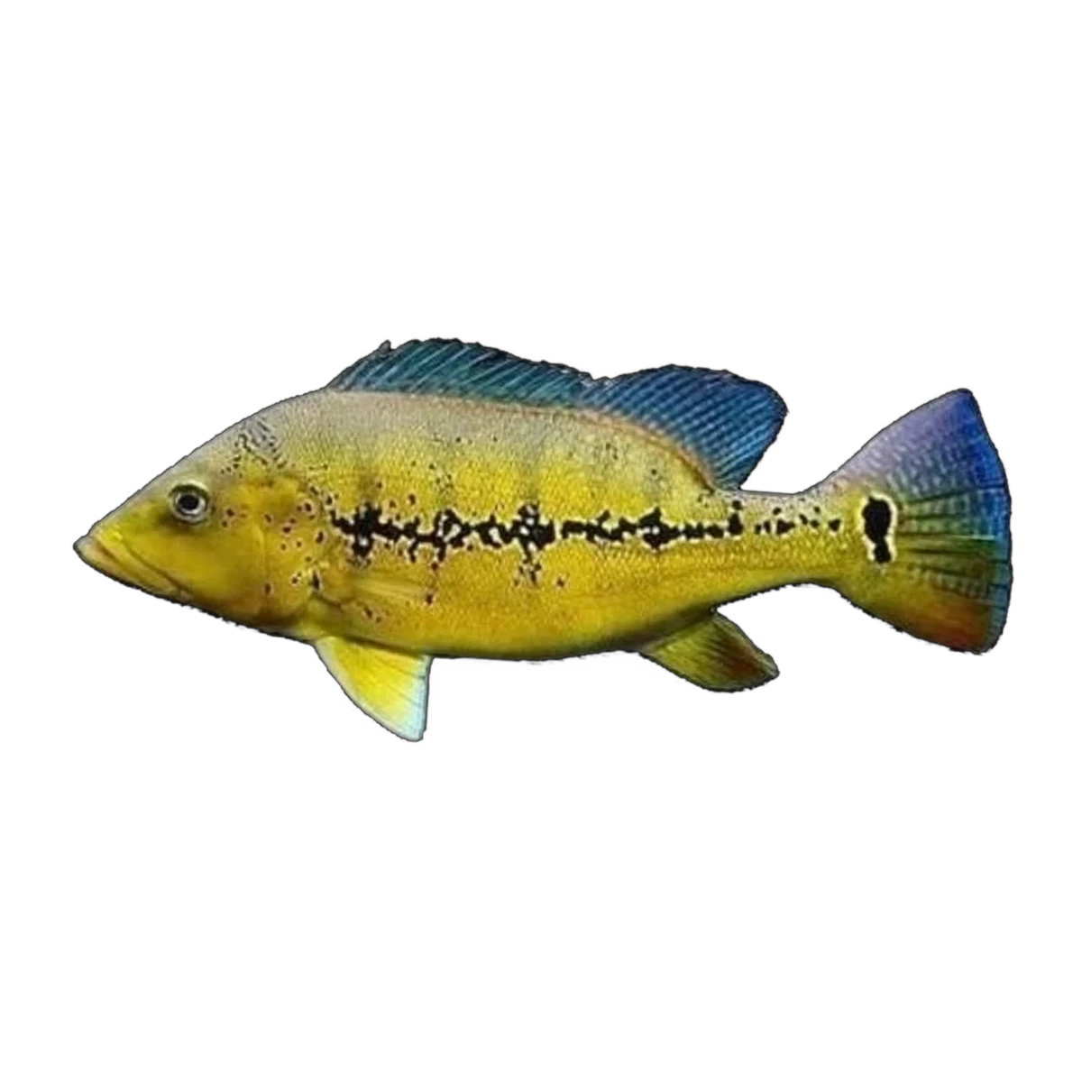 Xingu Peacock Bass (Cichla melaniae)
