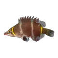 Yellow Band Possum Wrasse | Wetmorella nigropinnata