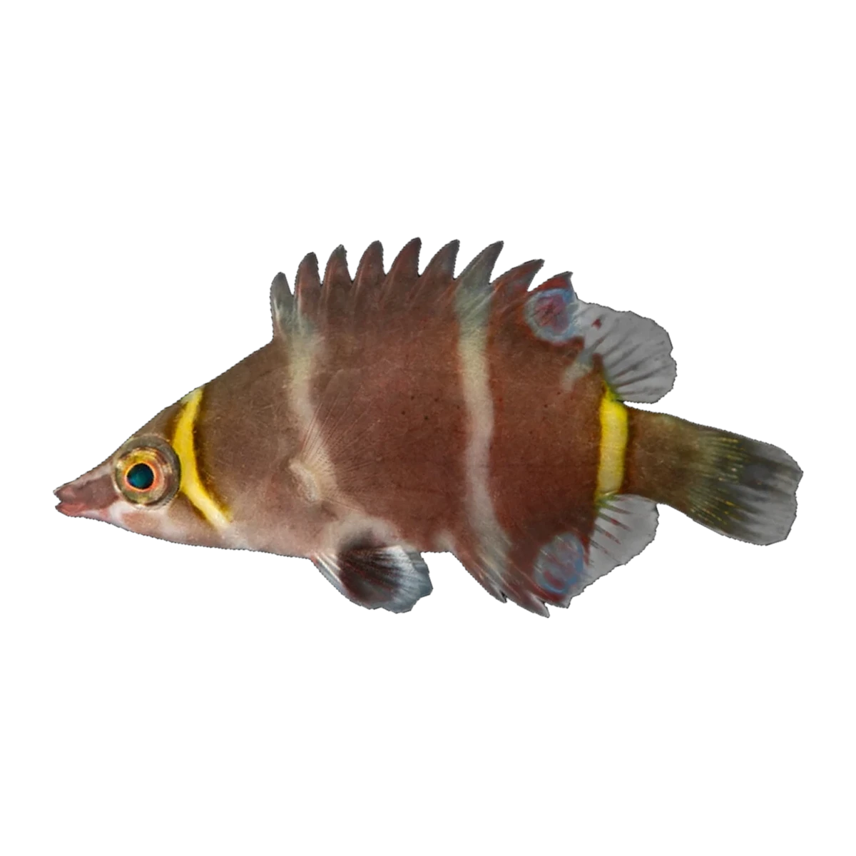 Yellow Band Possum Wrasse | Wetmorella nigropinnata