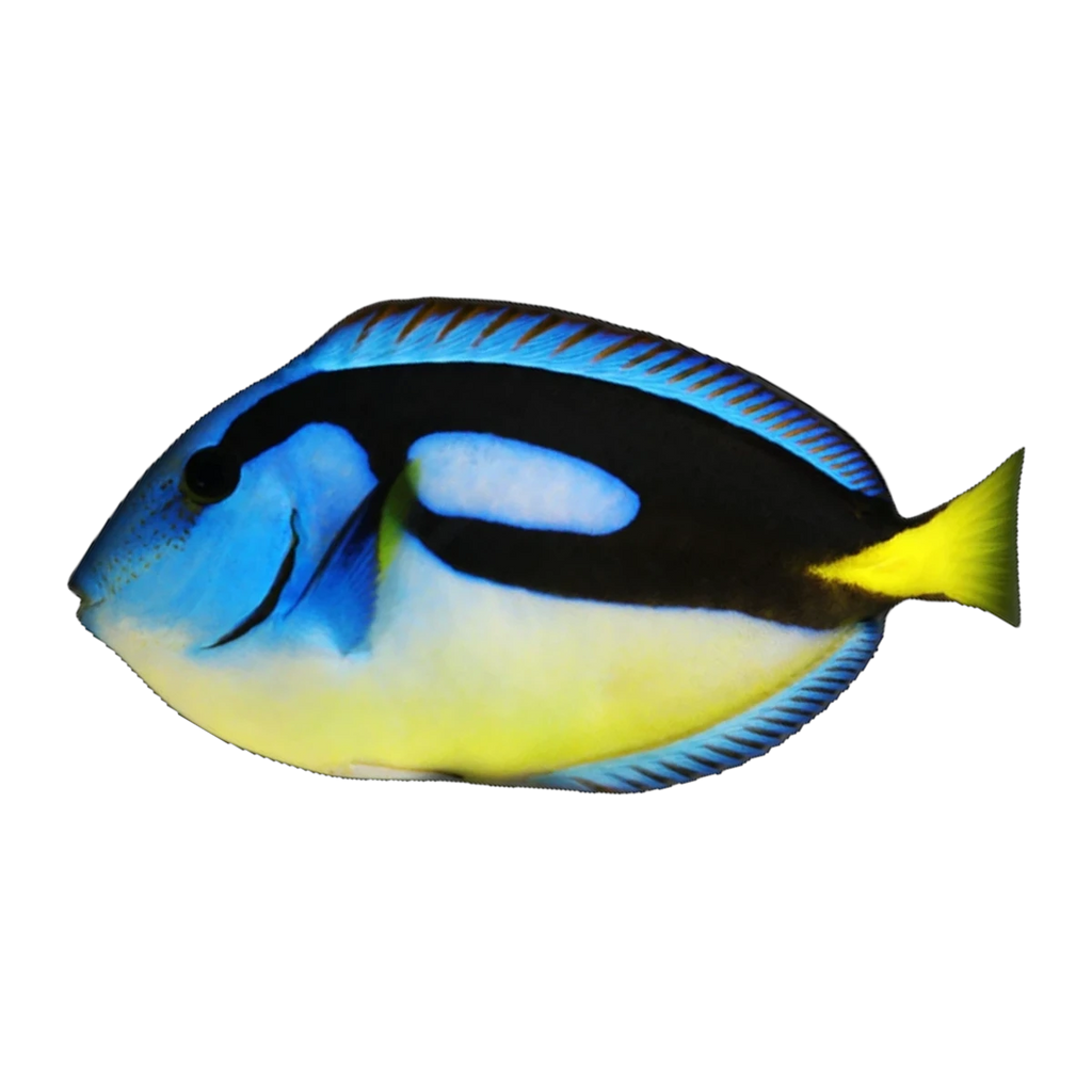 Yellow Belly Blue Tang | Paracanthurus hepatus