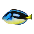 Yellow Belly Blue Tang | Paracanthurus hepatus