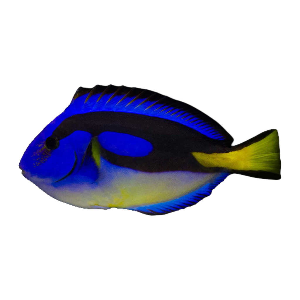 Yellow Belly Blue Tang | Paracanthurus hepatus