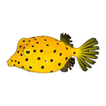 Yellow Boxfish | Ostracion cubicus