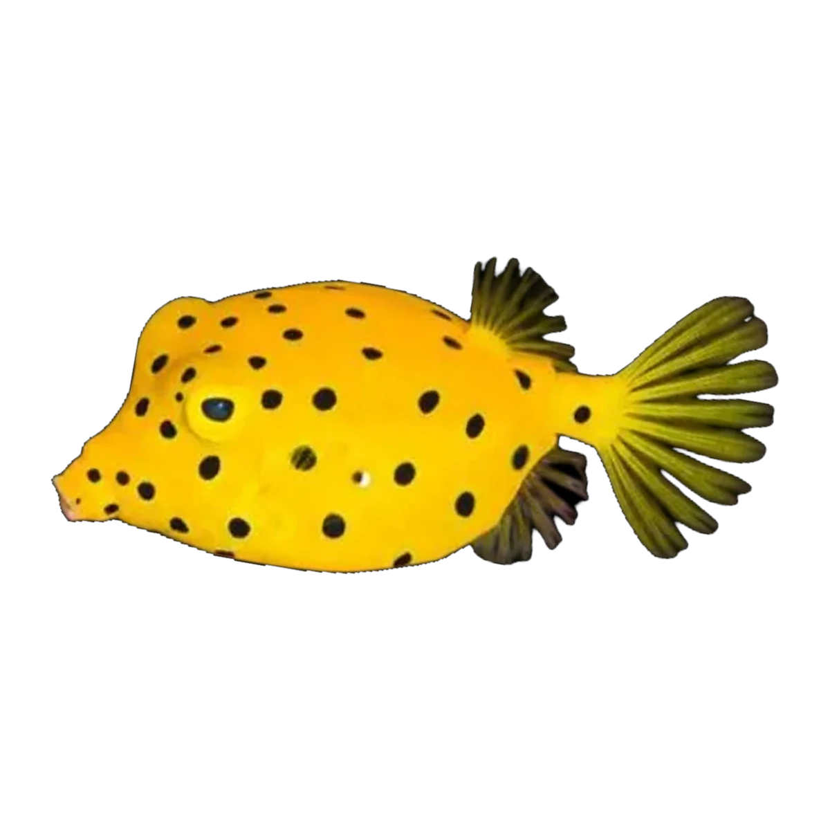 Yellow Boxfish | Ostracion cubicus