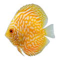 Yellow Checkerboard Pigeon Discus