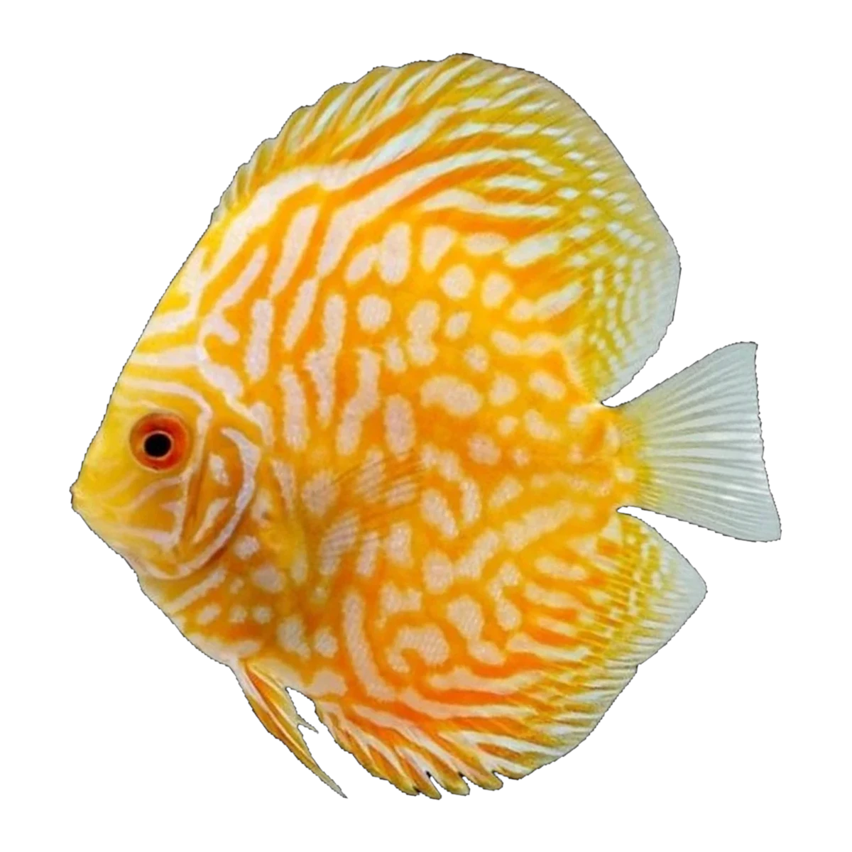 Yellow Checkerboard Pigeon Discus
