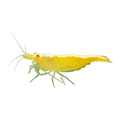 Yellow Cherry Shrimp
