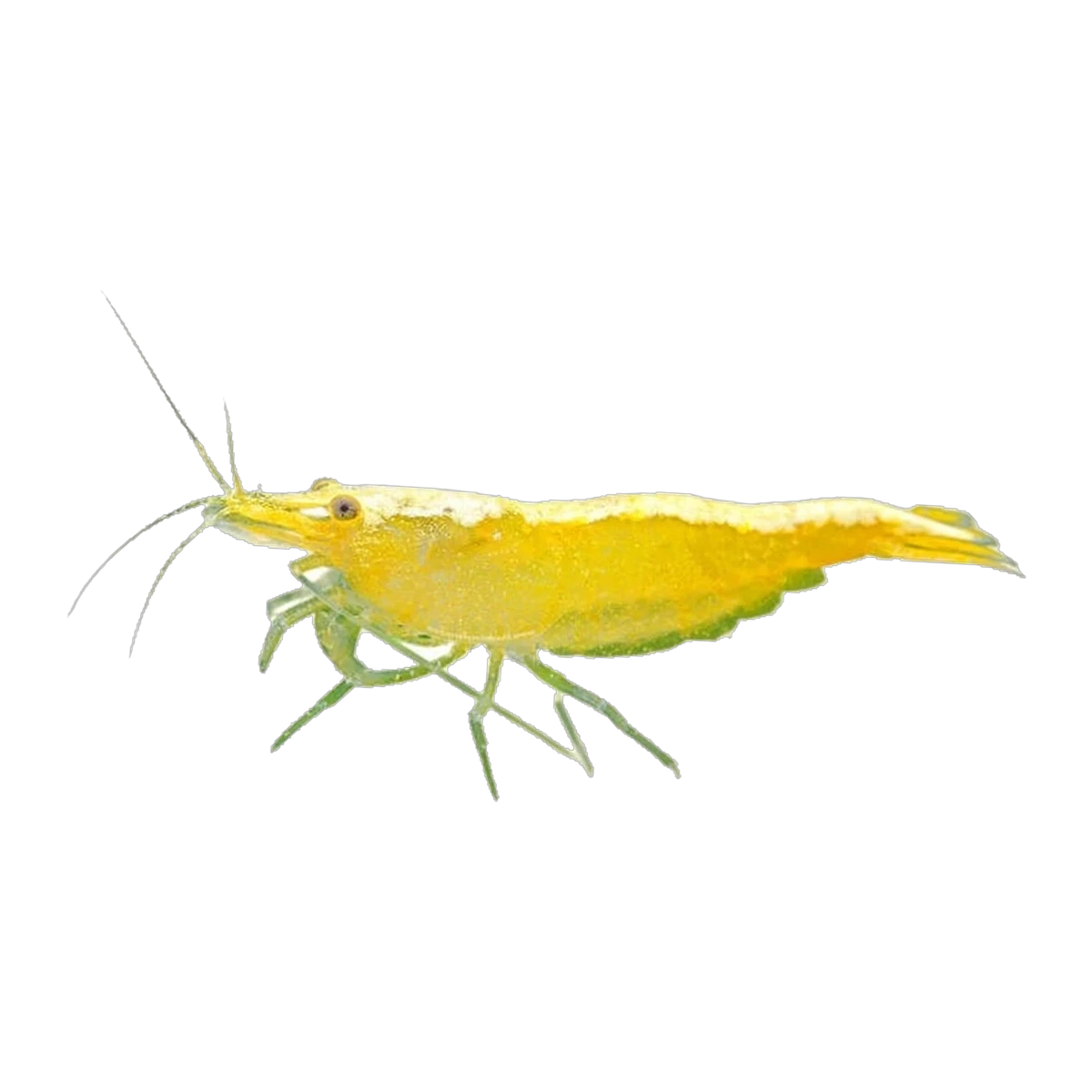 Yellow Cherry Shrimp
