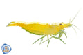 Yellow Cherry Shrimp