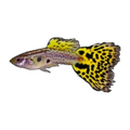 Yellow Cobra Guppy Male | Poecilia reticulata