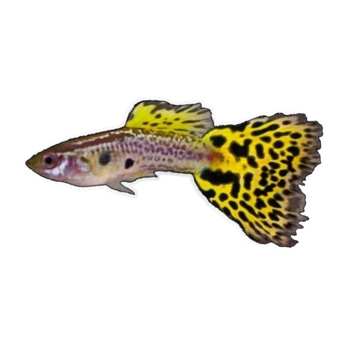 Yellow Cobra Guppy Male | Poecilia reticulata