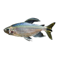 Yellow Congo Tetra
