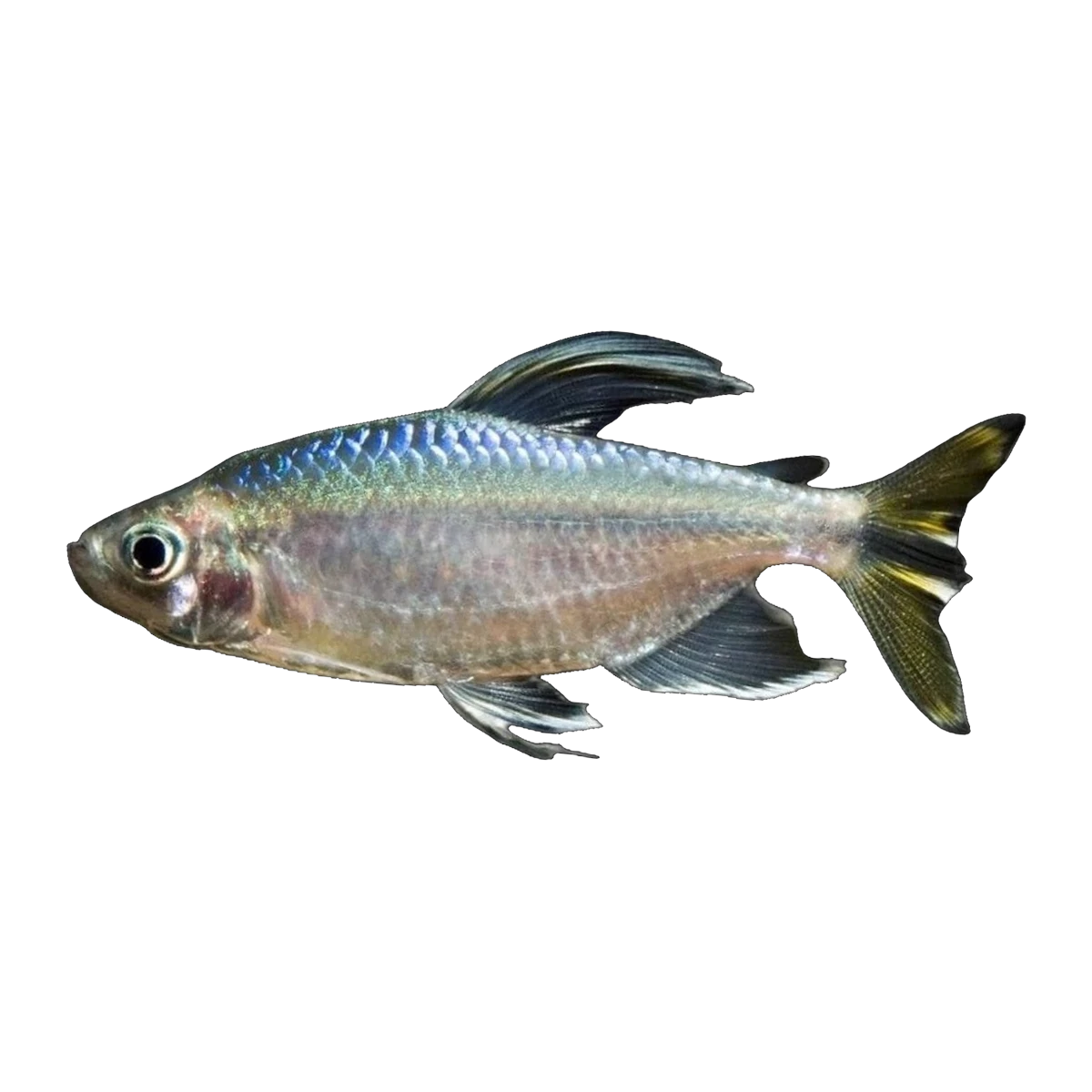 Yellow Congo Tetra