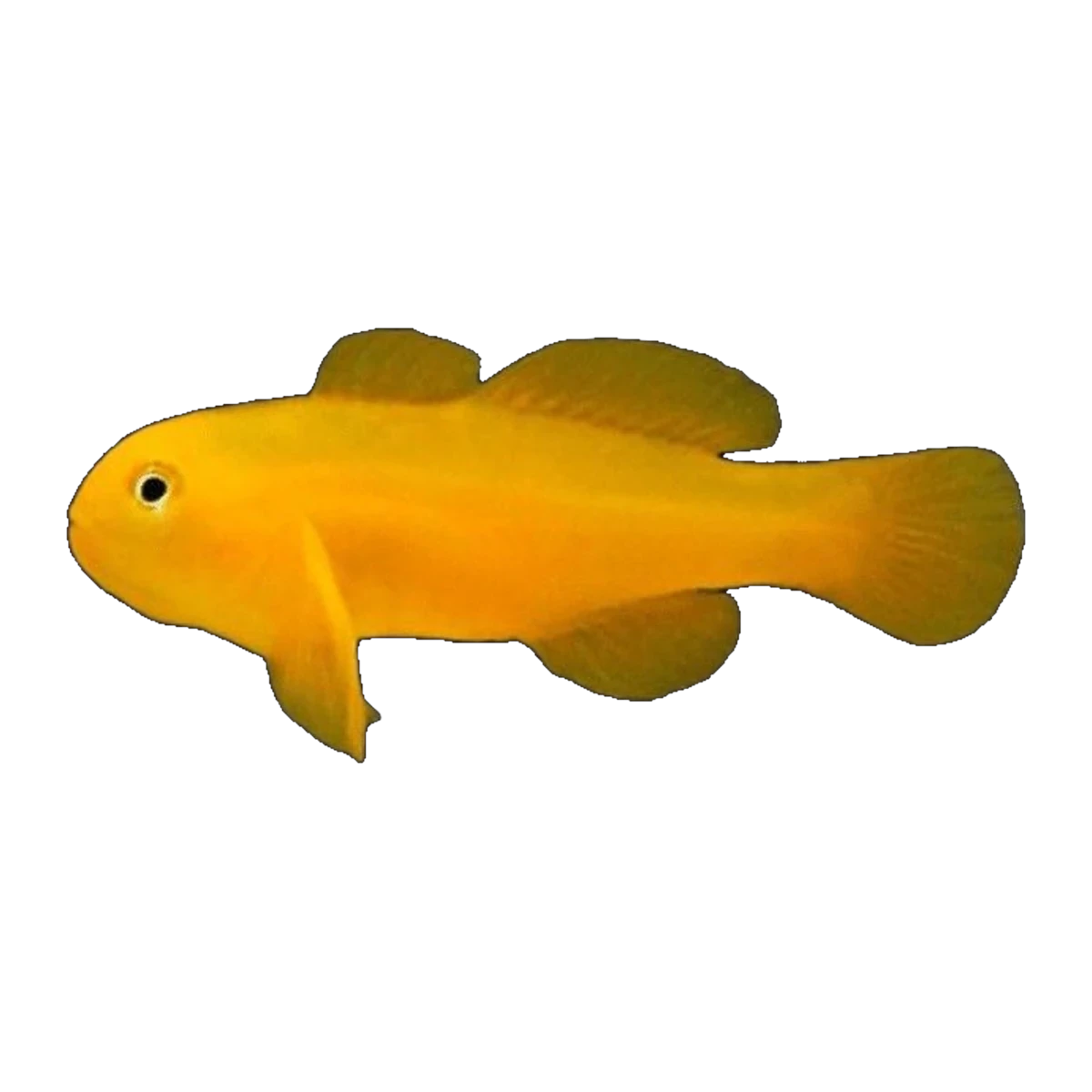Yellow Coral Goby | Gobiodon okinawae