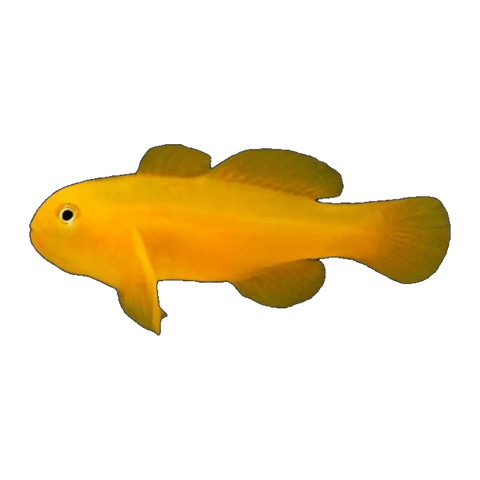 Yellow Coral Goby | Gobiodon okinawae