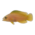 Yellow Dottyback | Pseudochromis fuscus