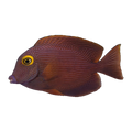 Yellow Eye Bristletooth Tang | Ctenochaetus strigosus