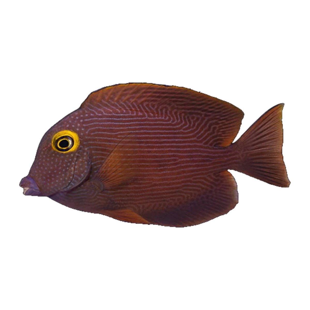 Yellow Eye Bristletooth Tang | Ctenochaetus strigosus