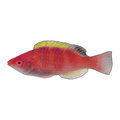 Yellow Fin Fairy Wrasse | Cirrhilabrus flavidorsalis