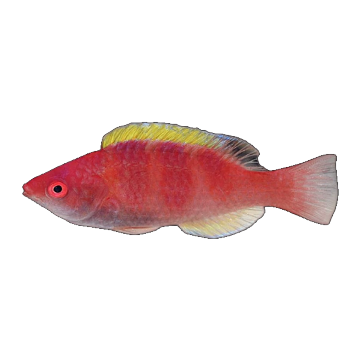 Yellow Fin Fairy Wrasse | Cirrhilabrus flavidorsalis