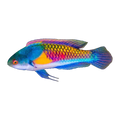Yellow Flanked Fairy Wrasse | Cirrhilabrus ryukyuensis