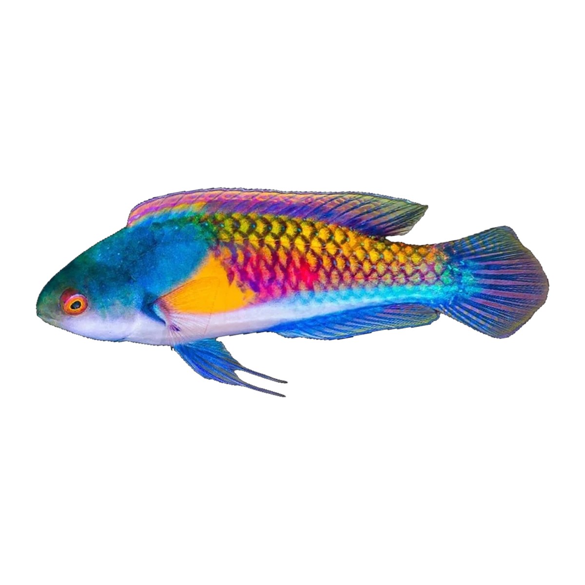 Yellow Flanked Fairy Wrasse | Cirrhilabrus ryukyuensis