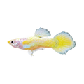 Yellow Guppy Female | Poecilia reticulata