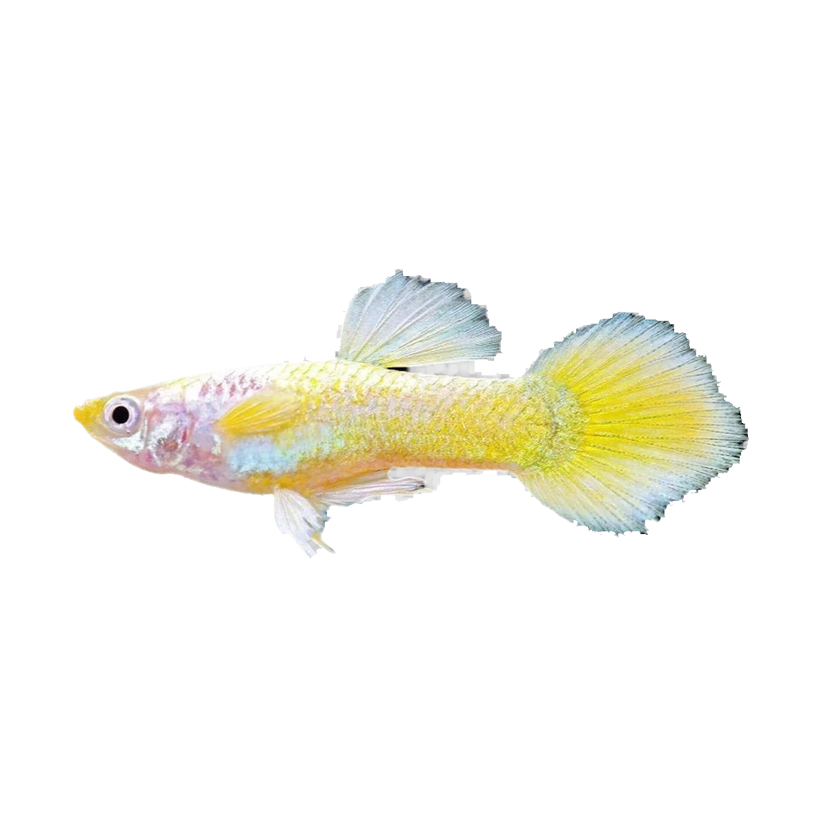 Yellow Guppy Female | Poecilia reticulata