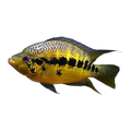 Yellow Jacket Cichlid (Parachromis friedrichsthalii), side profile facing right