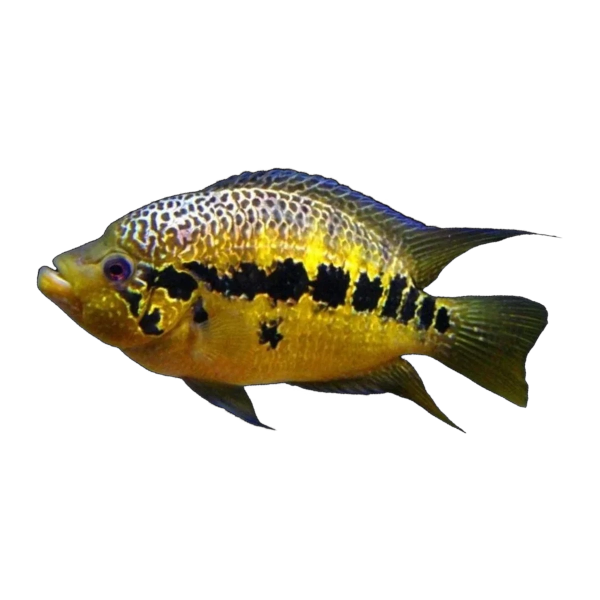 Yellow Jacket Cichlid (Parachromis friedrichsthalii), side profile facing right