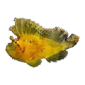 Yellow Leaf Scorpionfish | Taenianotus triacanthus