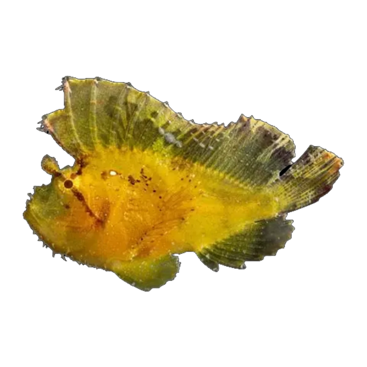Yellow Leaf Scorpionfish | Taenianotus triacanthus