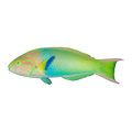Yellow Lunar Wrasse | Thalassoma lutescens