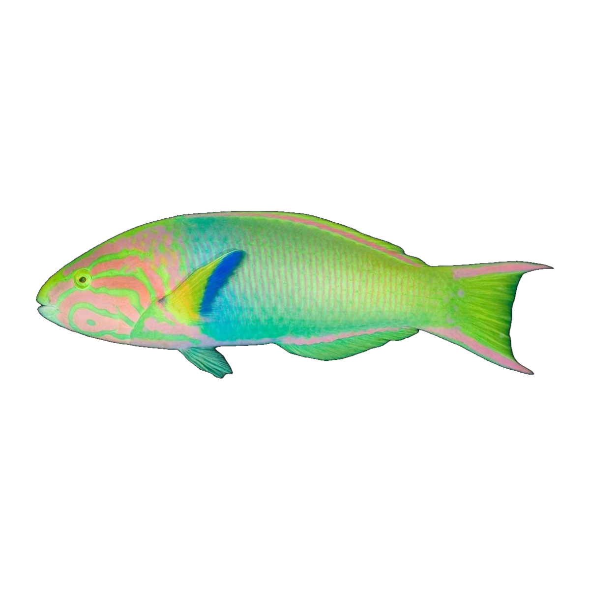 Yellow Lunar Wrasse | Thalassoma lutescens
