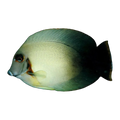 Yellow Mimic Tang | Acanthurus pyroferus